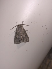 Acronicta rubricoma