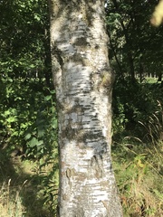 Betula