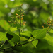 Triumfetta cordifolia - Photo (c) Bart Wursten, algunos derechos reservados (CC BY-NC), subido por Bart Wursten