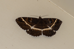 Erebus terminitincta