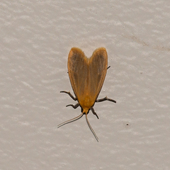 Symmetrodes sciocosma