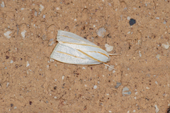 Cryptophasa flavolineata