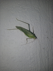 Sinochlora longifissa