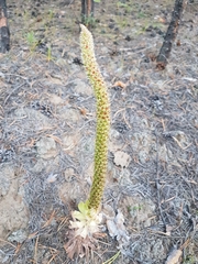 Orostachys malacophylla