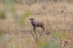Damaliscus lunatus lunatus