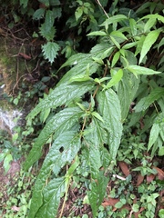 Eupatorium chinense tozanense
