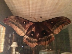 Antheraea oculea
