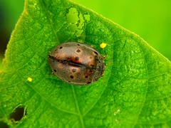 Epilachna varivestis