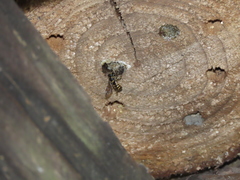 Bathanthidium bifoveolatum