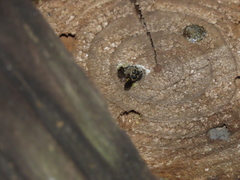 Bathanthidium bifoveolatum