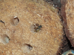 Bathanthidium bifoveolatum