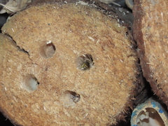 Bathanthidium bifoveolatum
