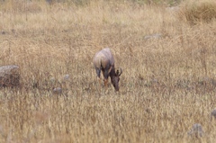 Damaliscus lunatus lunatus