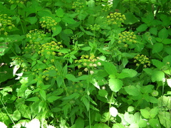 Thaspium trifoliatum aureum