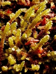 Hypnum cupressiforme lacunosum