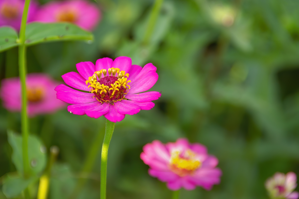 Colorful zinnia flower