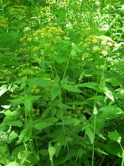 Thaspium trifoliatum aureum