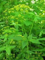 Thaspium trifoliatum aureum