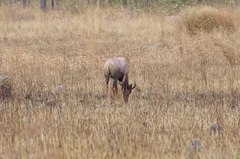 Damaliscus lunatus lunatus