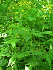 Thaspium trifoliatum aureum