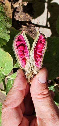 Image of Paeonia algeriensis by (c) Mehdi Chetibi, some rights reserved (CC BY)
