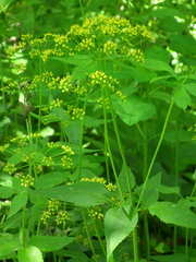 Thaspium trifoliatum aureum
