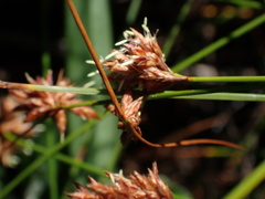 Ficinia fascicularis