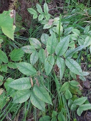 Vicia venosa baicalensis