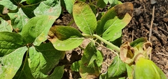Paeonia algeriensis image