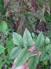 Vicia venosa baicalensis