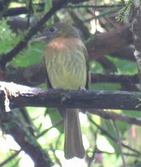 Rhynchocyclus fulvipectus