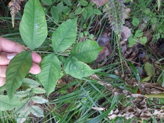 Vicia venosa baicalensis