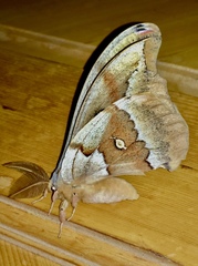 Antheraea oculea