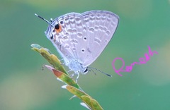 Catochrysops