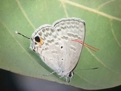 Catochrysops