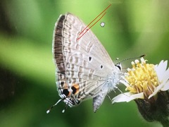 Catochrysops