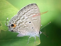 Catochrysops