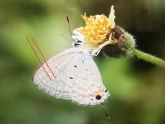 Catochrysops