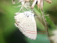 Catochrysops