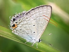Catochrysops