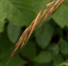 Bromus vulgaris