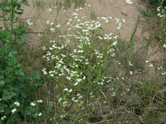 Valerianella umbilicata