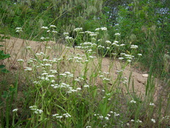 Valerianella umbilicata