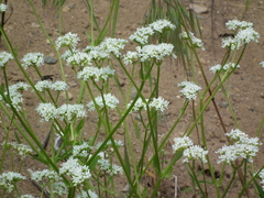 Valerianella umbilicata