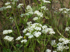 Valerianella umbilicata