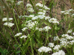 Valerianella umbilicata