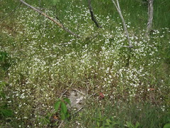 Valerianella umbilicata