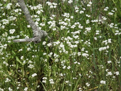 Valerianella umbilicata