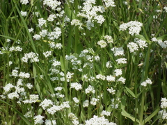 Valerianella umbilicata