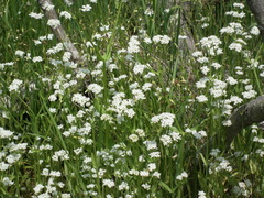 Valerianella umbilicata